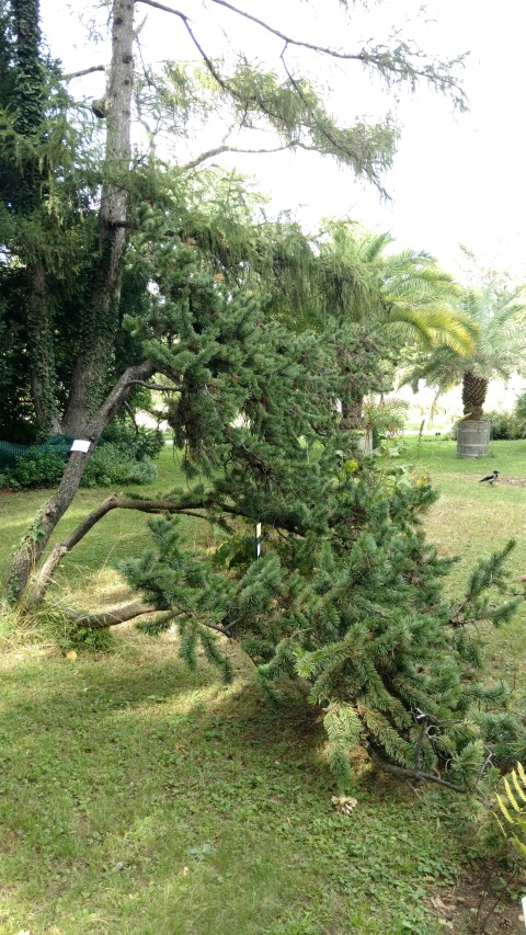 Pinus aristata plantplacesimage20170812_154452.jpg