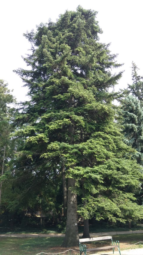 Abies cephalonica plantplacesimage20170812_160832.jpg