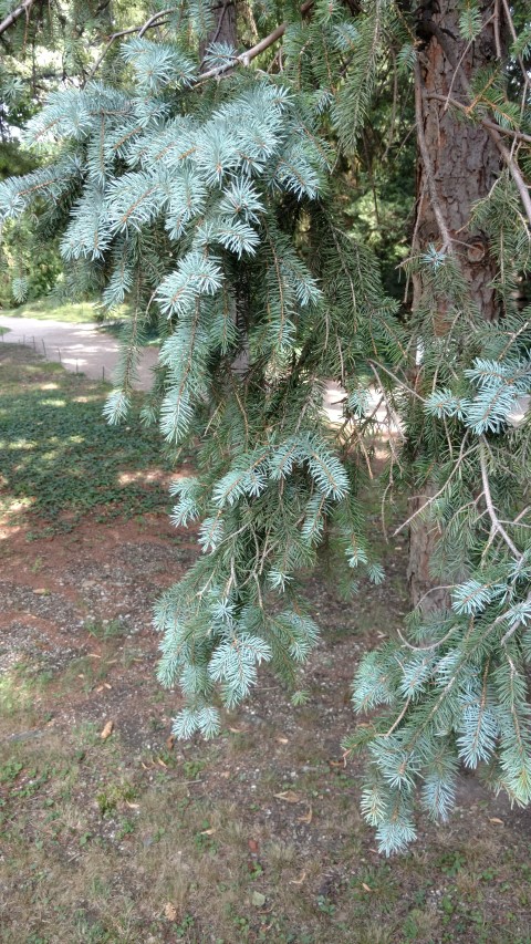 Picea pungens plantplacesimage20170812_160929.jpg