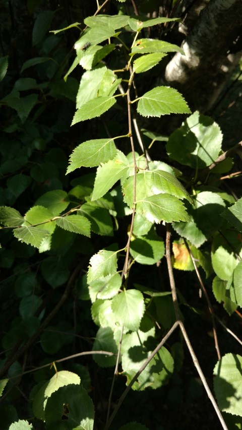 Betula pubescens plantplacesimage20170812_165604.jpg