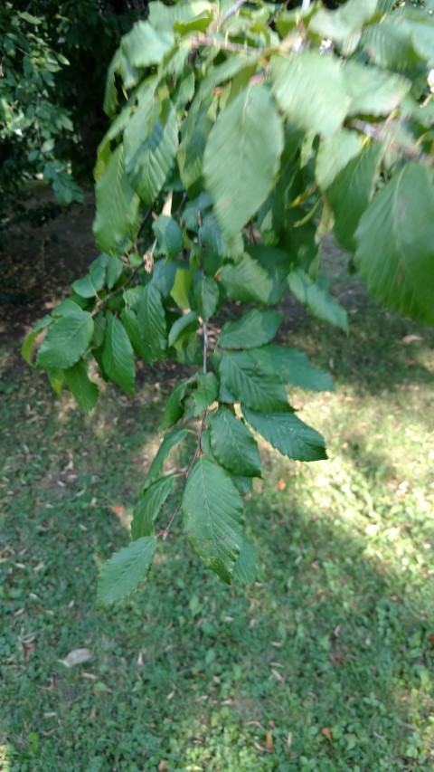 Carpinus betulus plantplacesimage20170812_171146.jpg