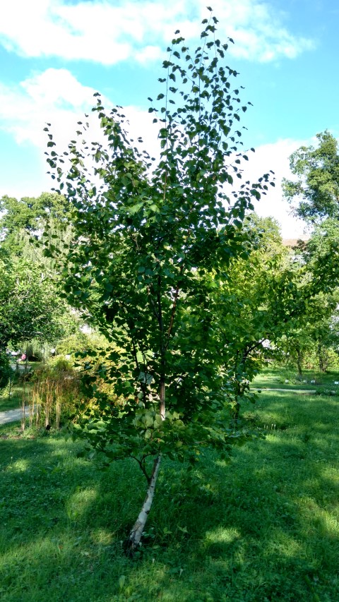 Broussonetia papyrifera plantplacesimage20170812_171717.jpg