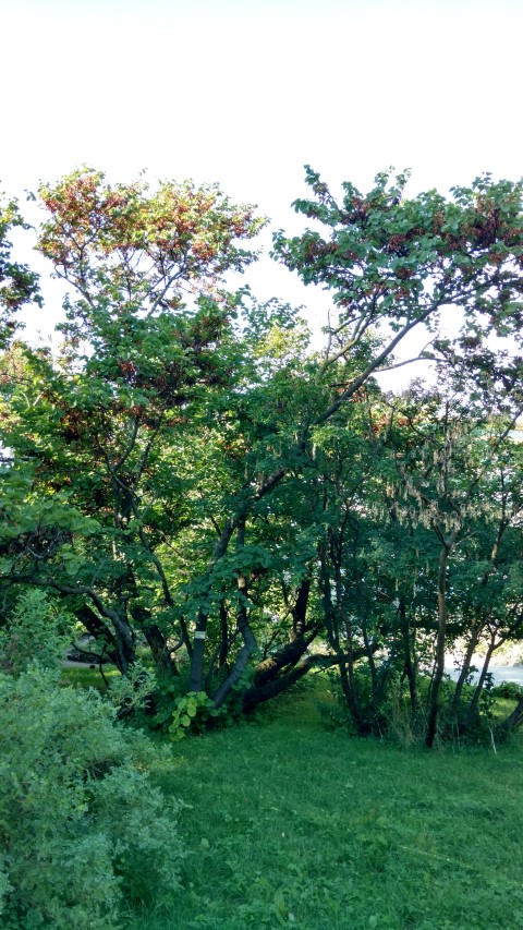 Cercis siliquastrum plantplacesimage20170812_175455.jpg