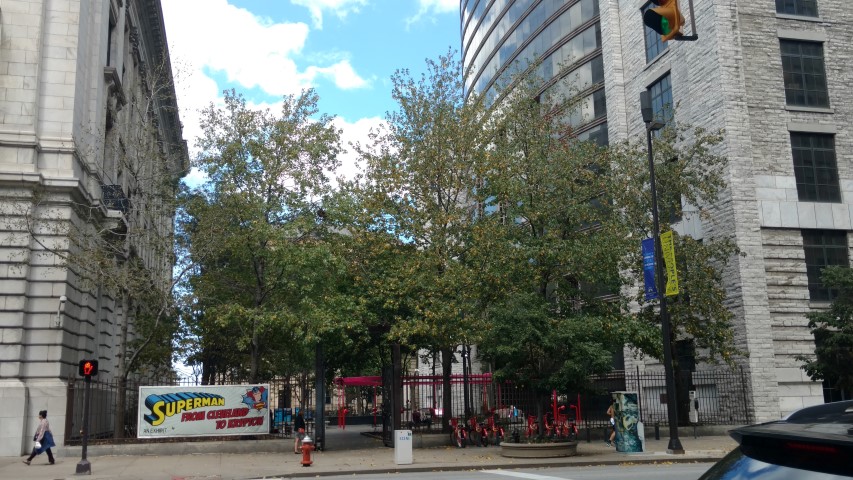 Liquidambar styraciflua plantplacesimage20170913_124145.jpg