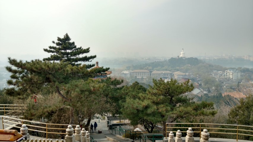 Pinus nigra plantplacesimage20171121_121039.jpg