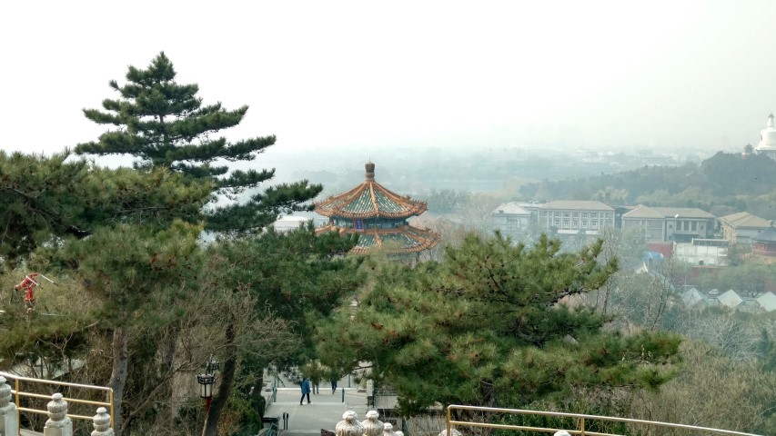 Pinus nigra plantplacesimage20171121_121058.jpg