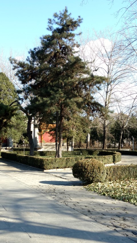 Pinus nigra plantplacesimage20171122_104427.jpg