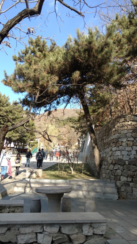 Pinus nigra plantplacesimage20171122_130518.jpg