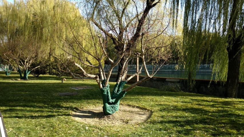 Cornus officinalis plantplacesimage20171123_093523.jpg