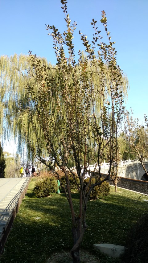 Malus micromalus plantplacesimage20171123_094117.jpg