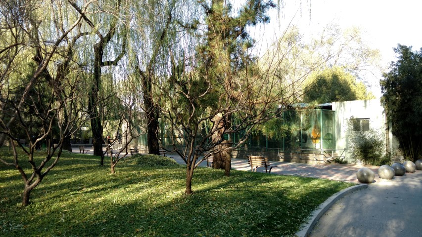 Prunus triloba plantplacesimage20171124_102339.jpg