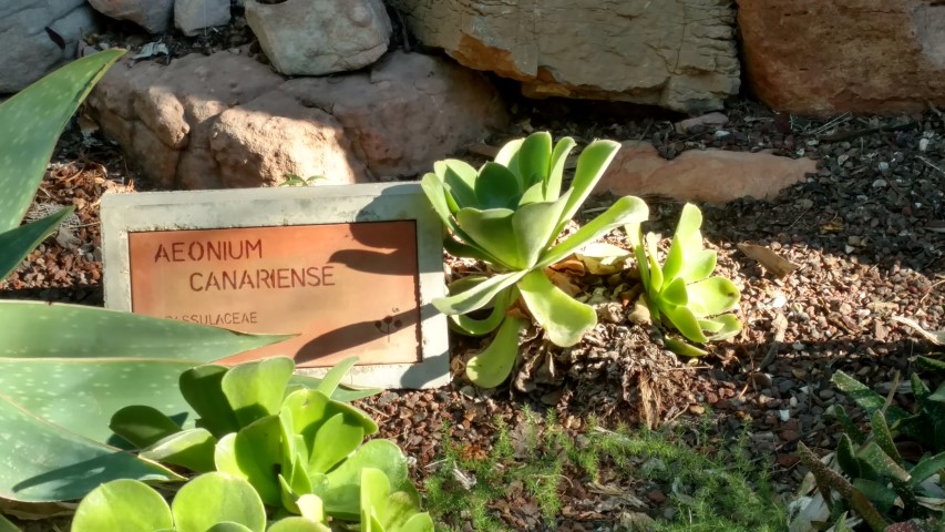 Picture of Aeonium canariense  
