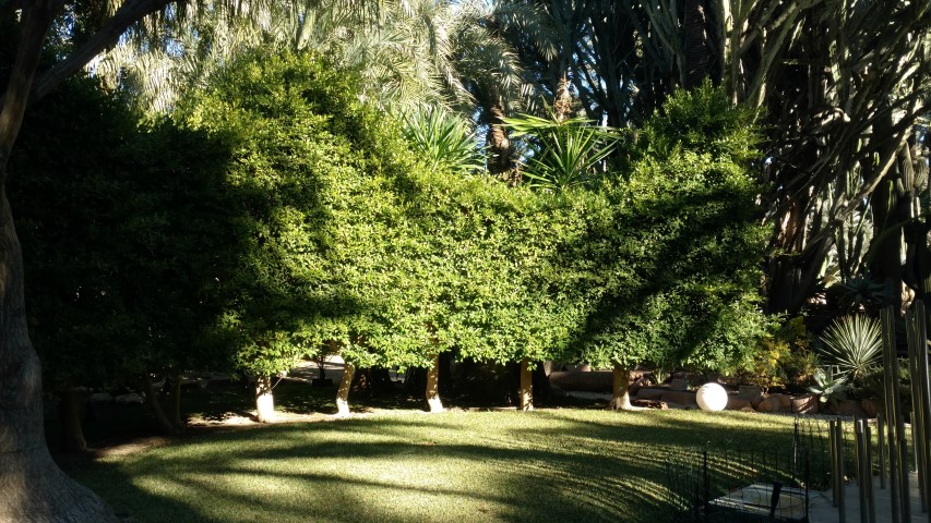 Picture of Ficus nitida  
