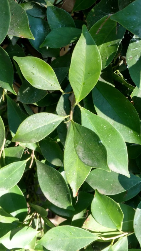 Picture of Ficus nitida  
