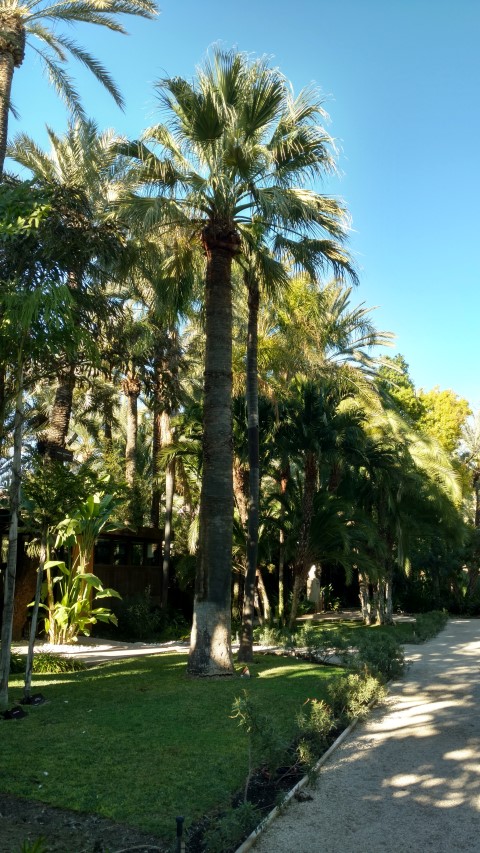 Picture of Washingtonia filifera  California Fan Palm, Palmera Abanico de California
