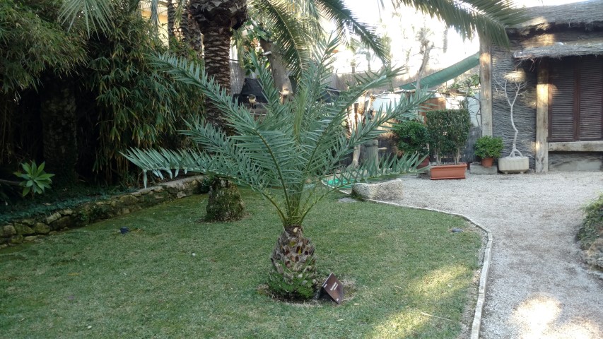 Picture of Phoenix theophrasti  Palma de creta