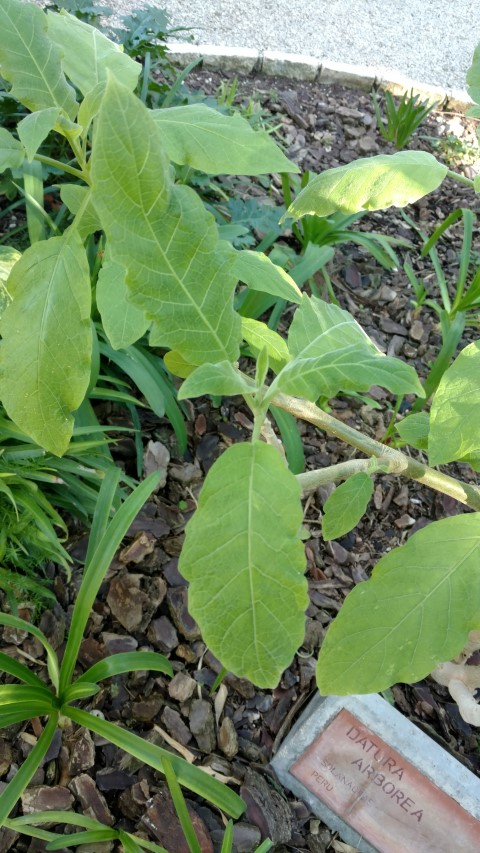 Picture of Datura arborea  