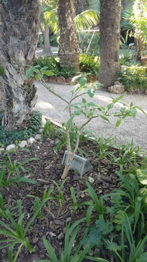 Picture of Datura arborea  