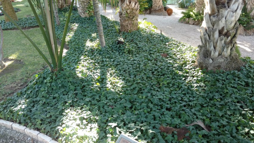 Picture of Hendera helix minor Ivy