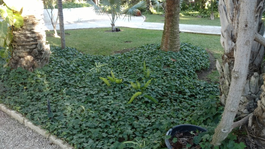 Picture of Hendera helix minor Ivy