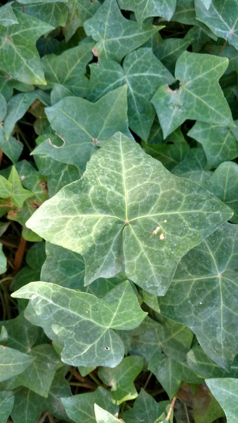 Picture of Hendera helix minor Ivy