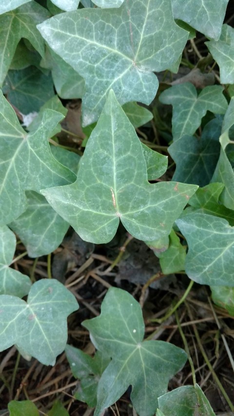 Picture of Hendera helix minor Ivy
