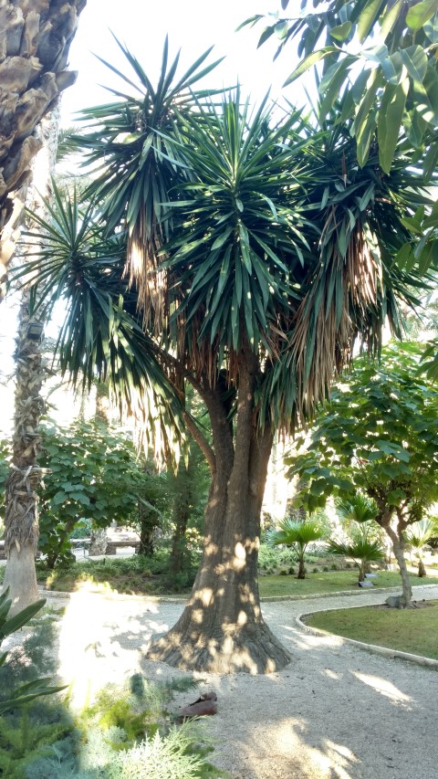 Picture of Yucca elephantipes  