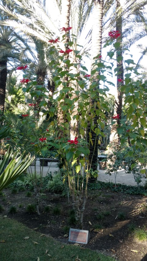 Picture of Euphorbia pulcherrima  