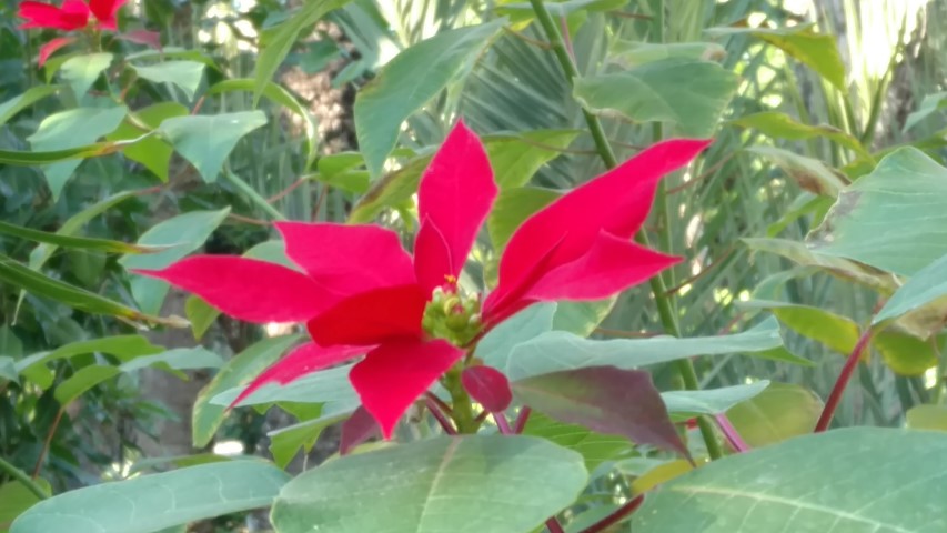 Picture of Euphorbia pulcherrima  