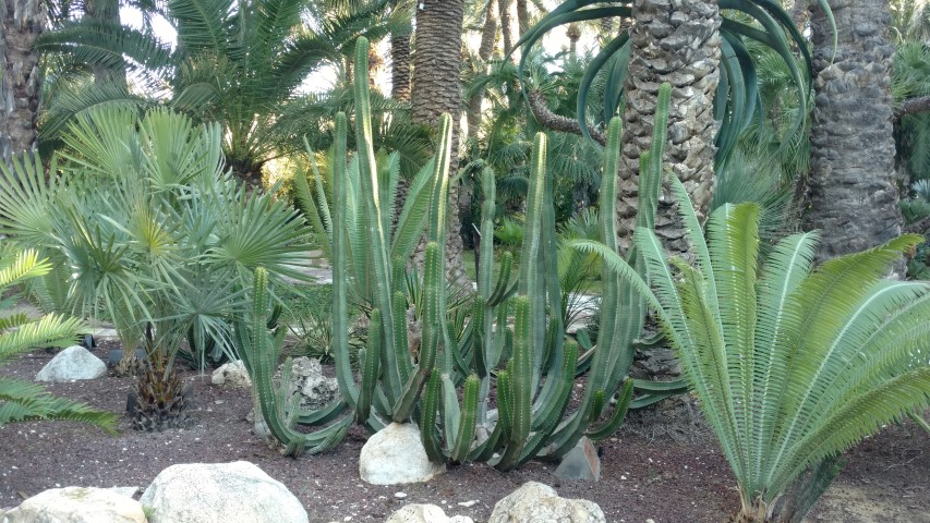 Picture of Euphorbia canariensis  