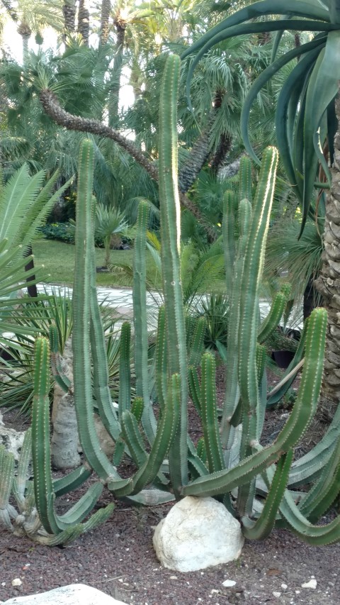 Picture of Euphorbia canariensis  