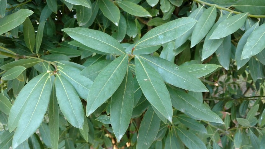 Picture of Laurus nobilis Bay Laurel