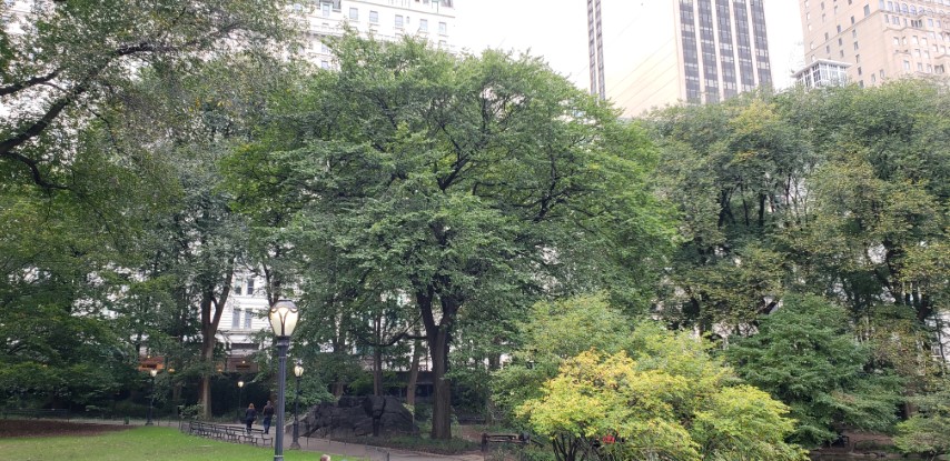 Ulmus americana plantplacesimage20181014_093148.jpg