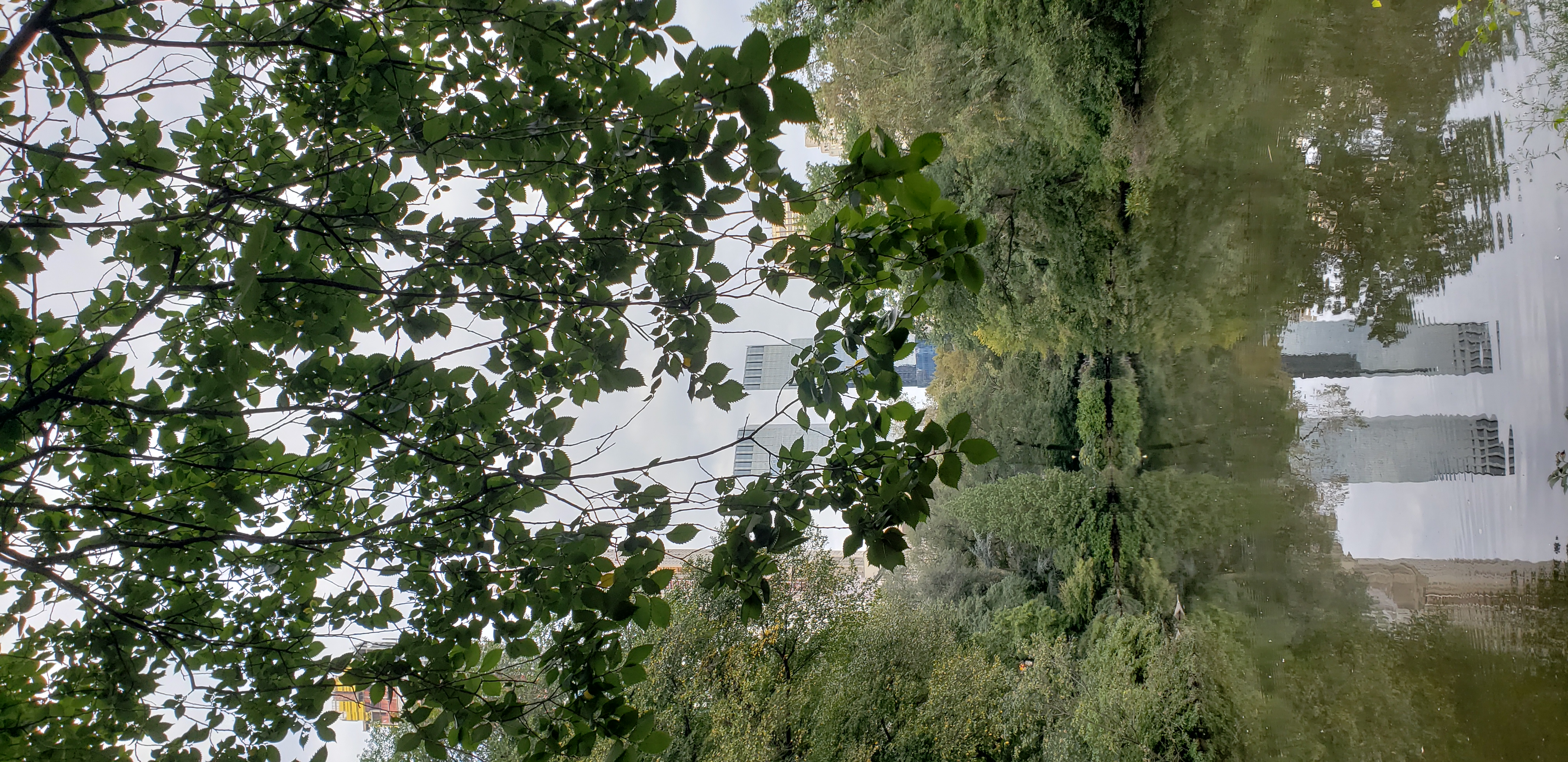 Ulmus americana plantplacesimage20181014_093234.jpg