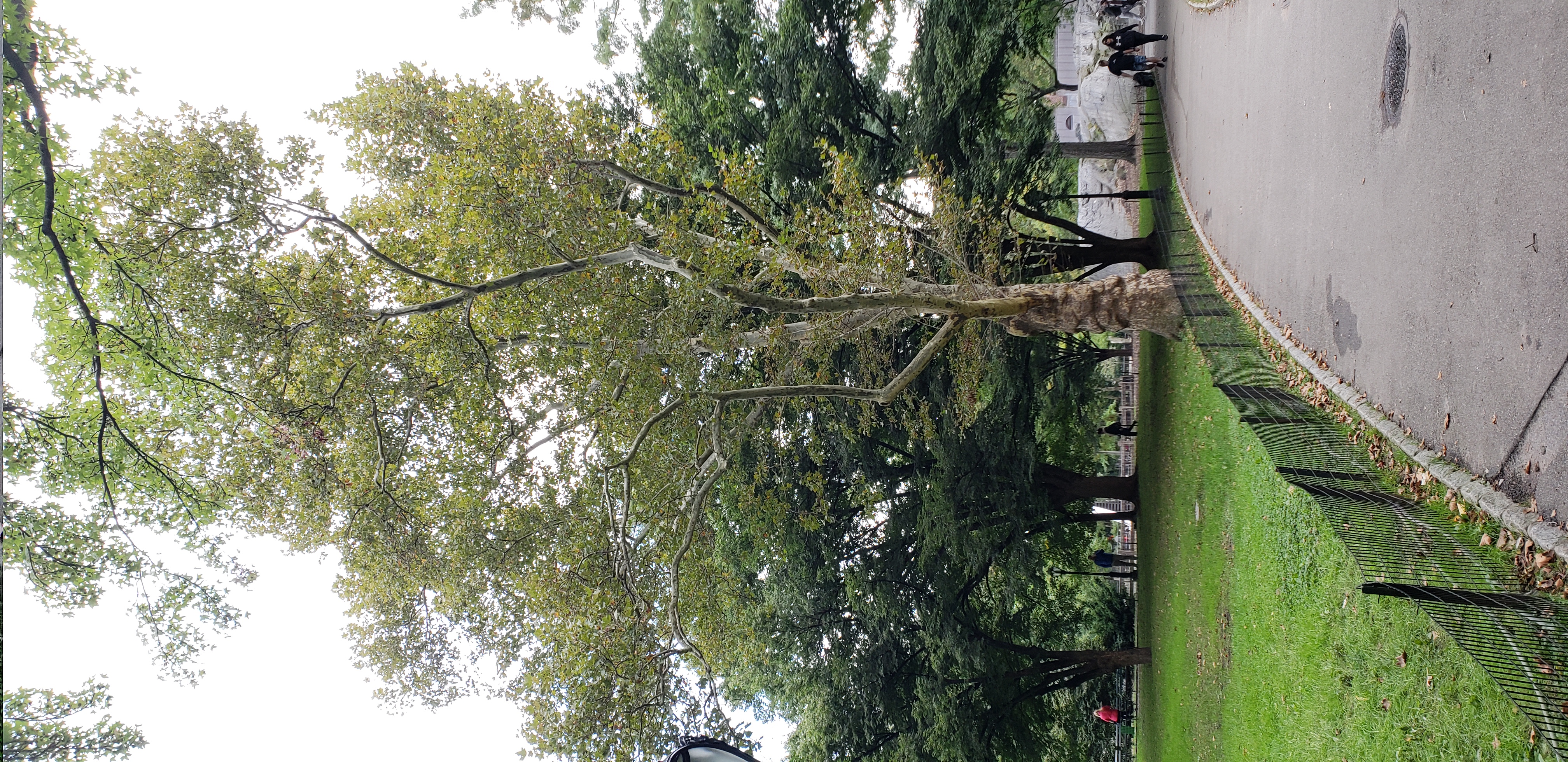 Platanus x acerifolia plantplacesimage20181014_100509.jpg