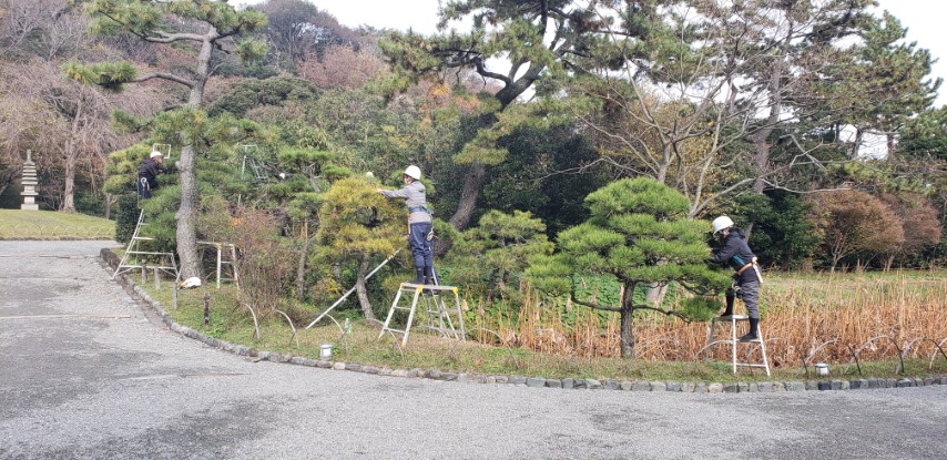 Pinus nigra plantplacesimage20181207_091759.jpg