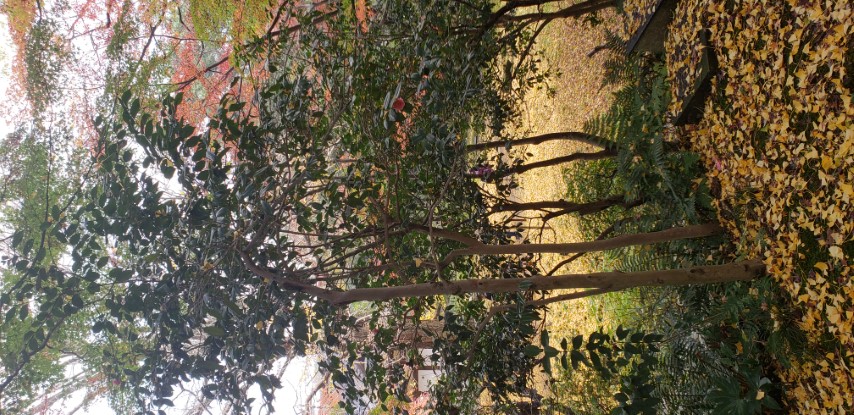 Camellia japonica plantplacesimage20181207_093241.jpg