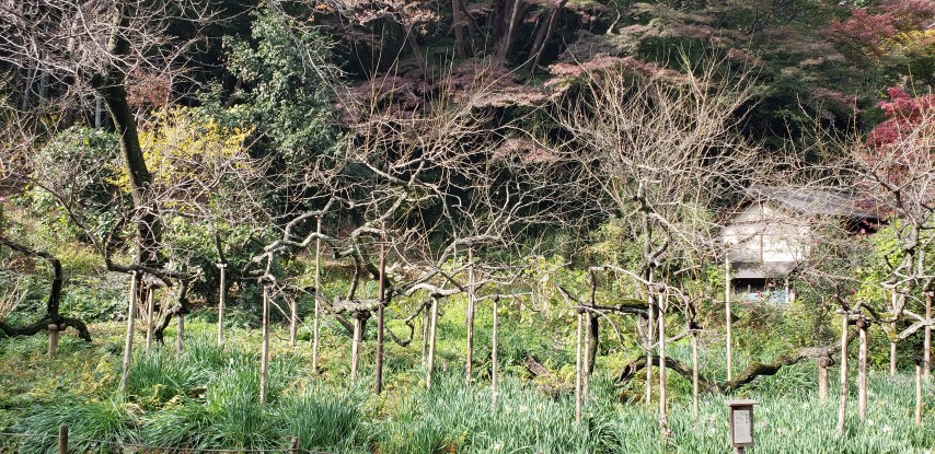 Prunus mume plantplacesimage20181207_104513.jpg
