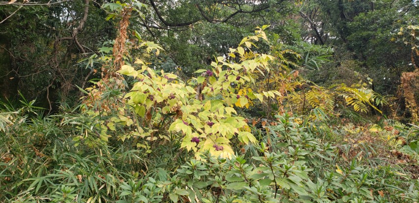 Callicarpa dichotoma plantplacesimage20181207_112822.jpg