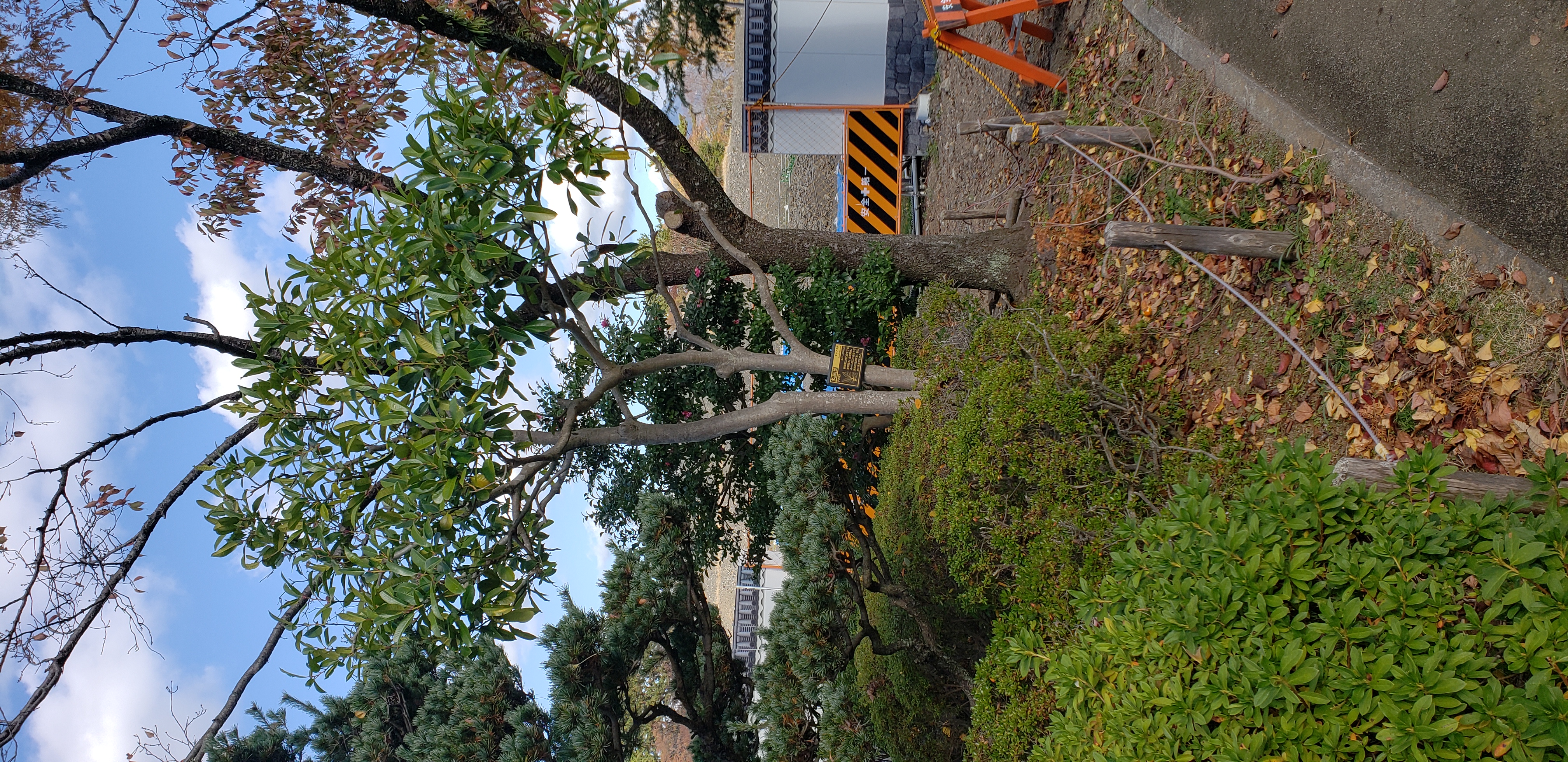 ilex latifolia plantplacesimage20181208_090427.jpg
