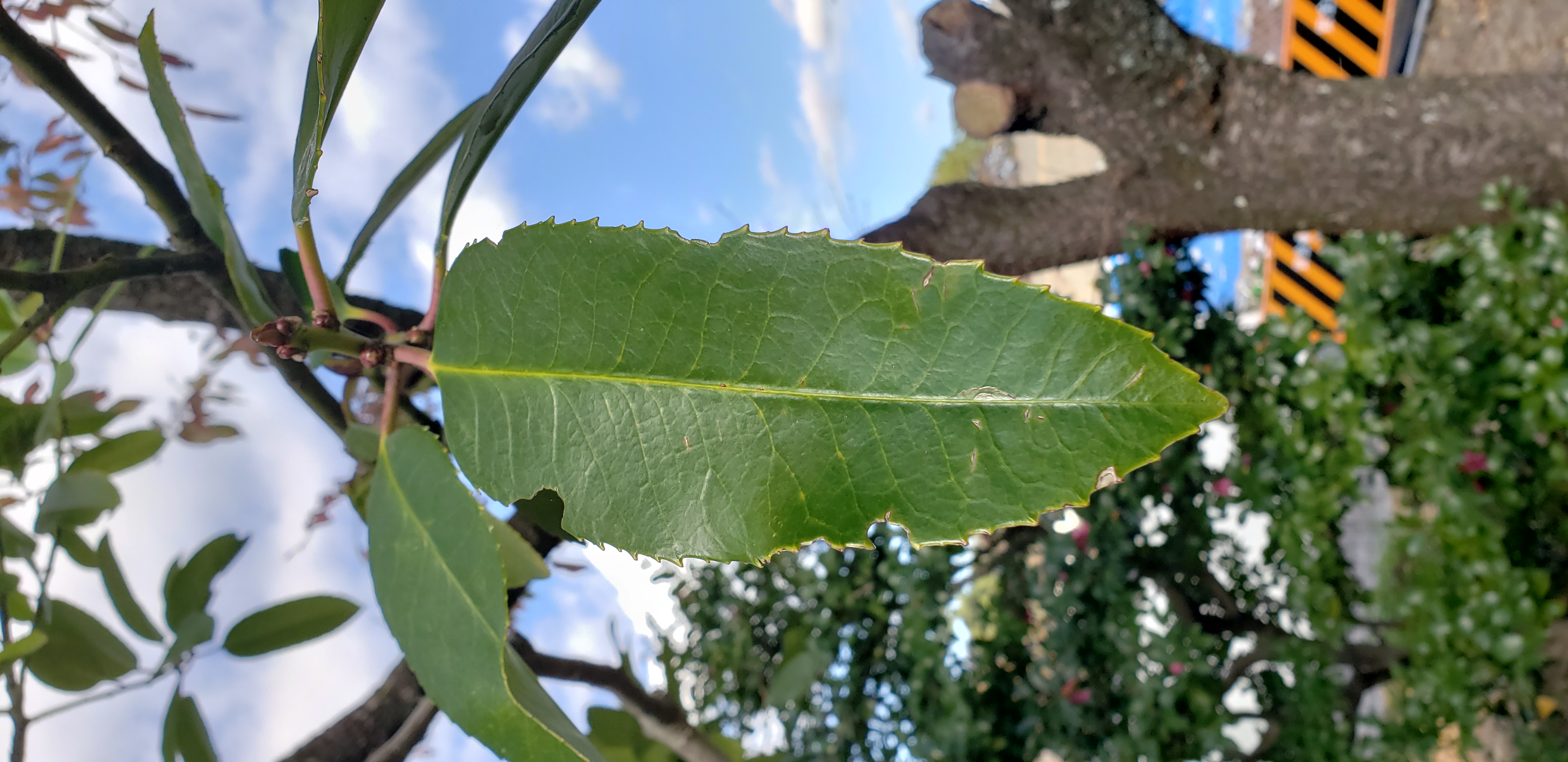 ilex latifolia plantplacesimage20181208_090440.jpg