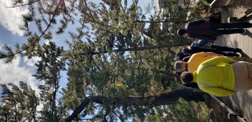 Pinus nigra plantplacesimage20181208_113227.jpg