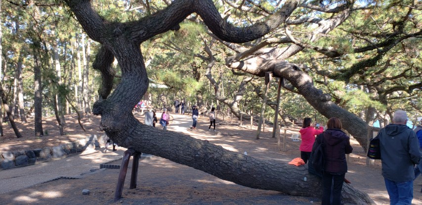 Pinus nigra plantplacesimage20181208_114218.jpg