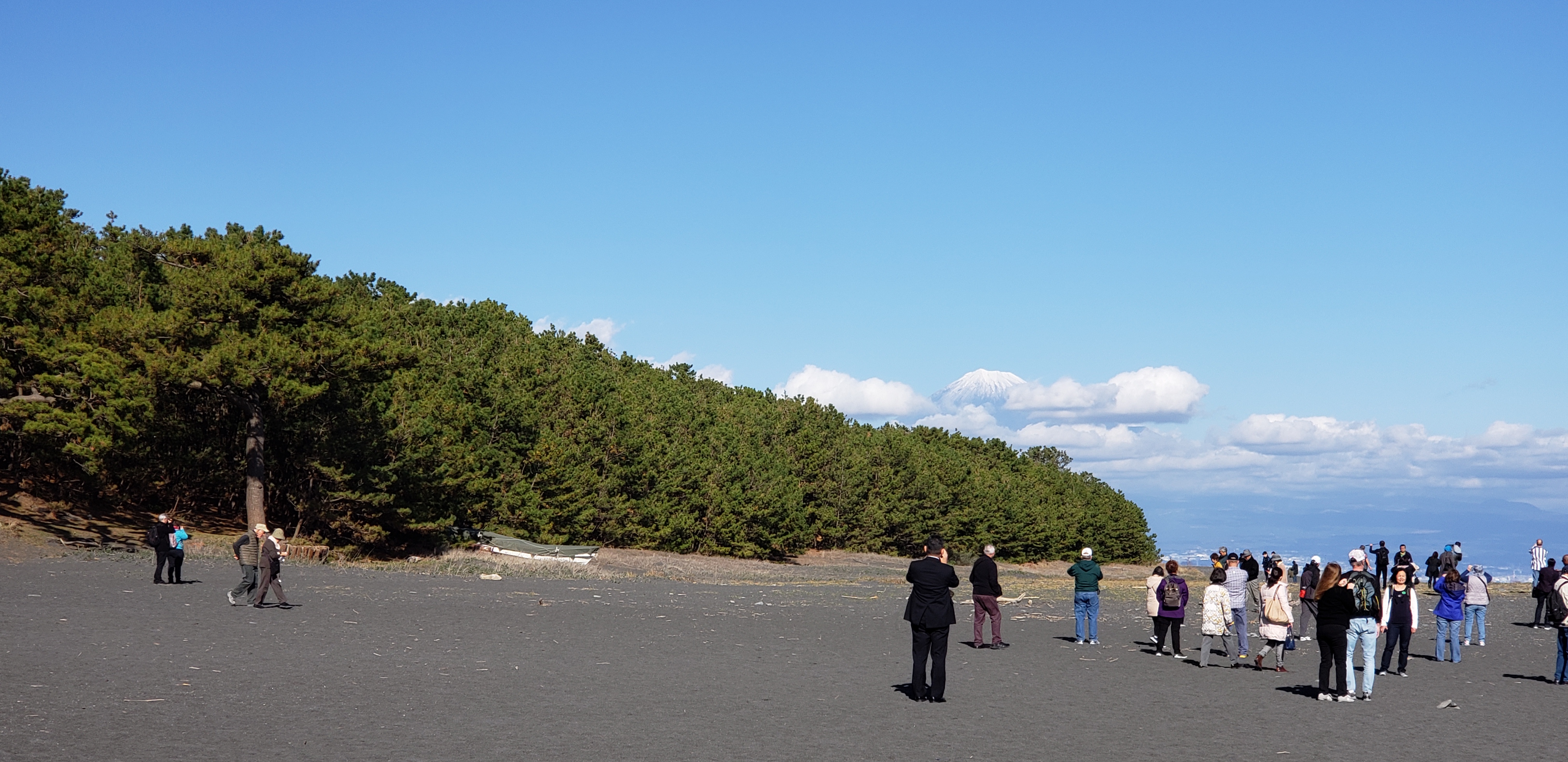 Pinus nigra plantplacesimage20181208_114558.jpg