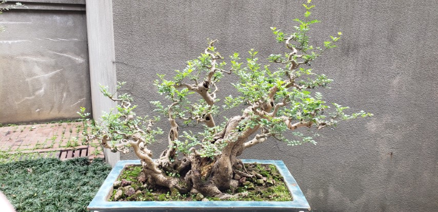 Ulmus parvifolia plantplacesimage20181214_095113.jpg