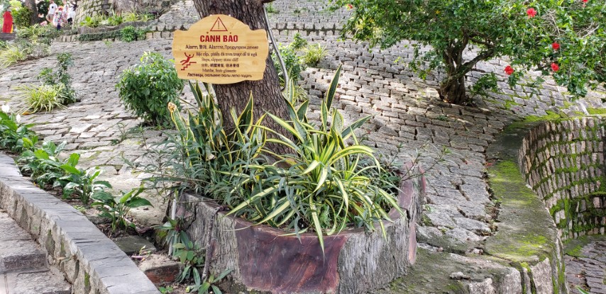 Sansevieria trifasciata plantplacesimage20181216_122654.jpg