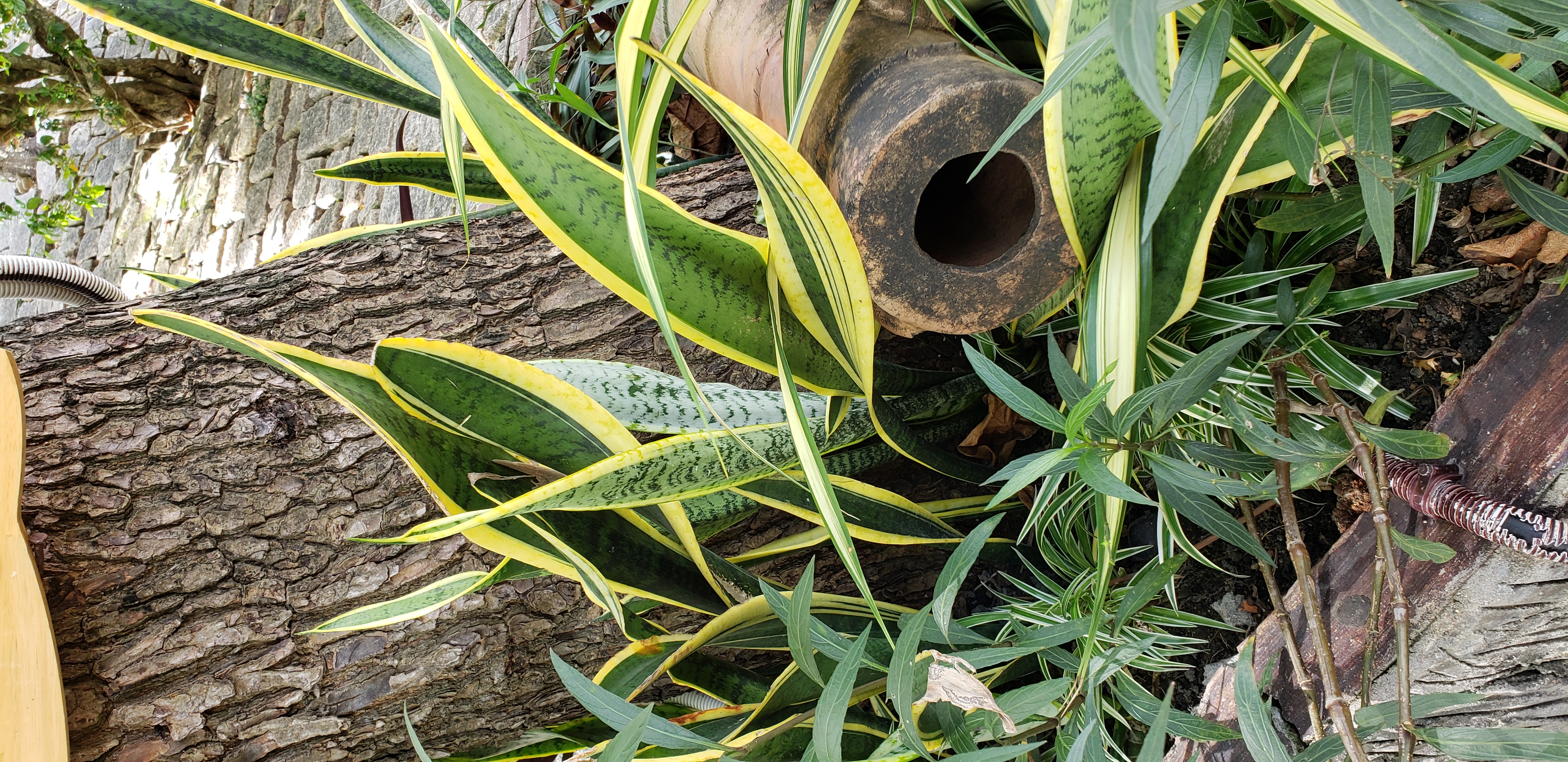 Sansevieria trifasciata plantplacesimage20181216_122706.jpg