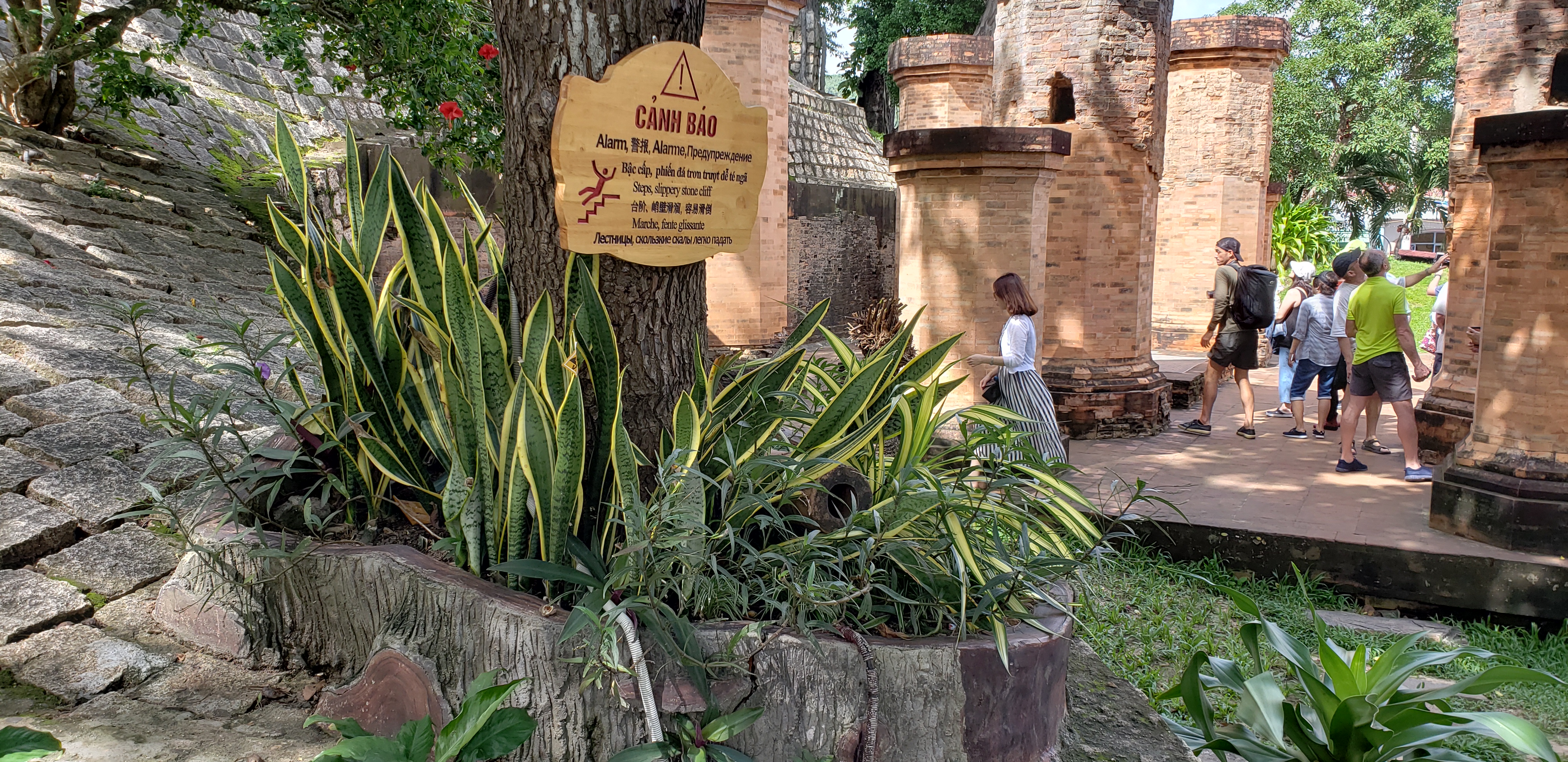 Sansevieria trifasciata plantplacesimage20181216_122716.jpg