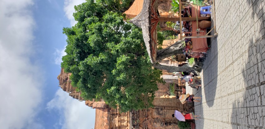 Celtis phillipense plantplacesimage20181216_123822.jpg