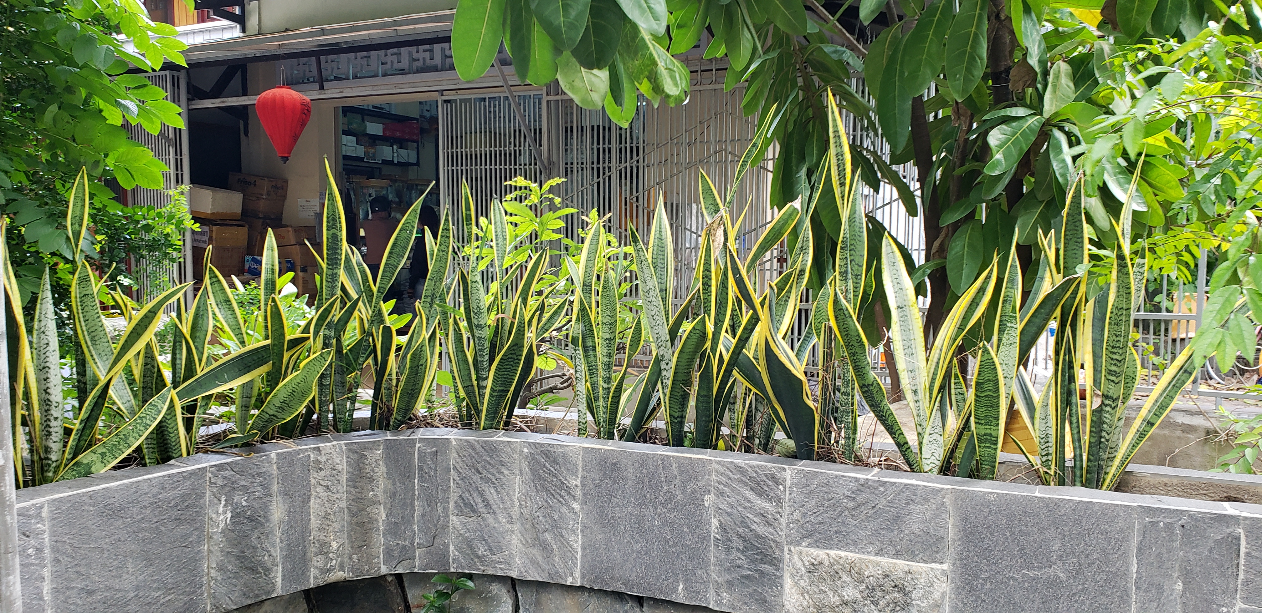 Sansevieria trifasciata plantplacesimage20181216_145550.jpg